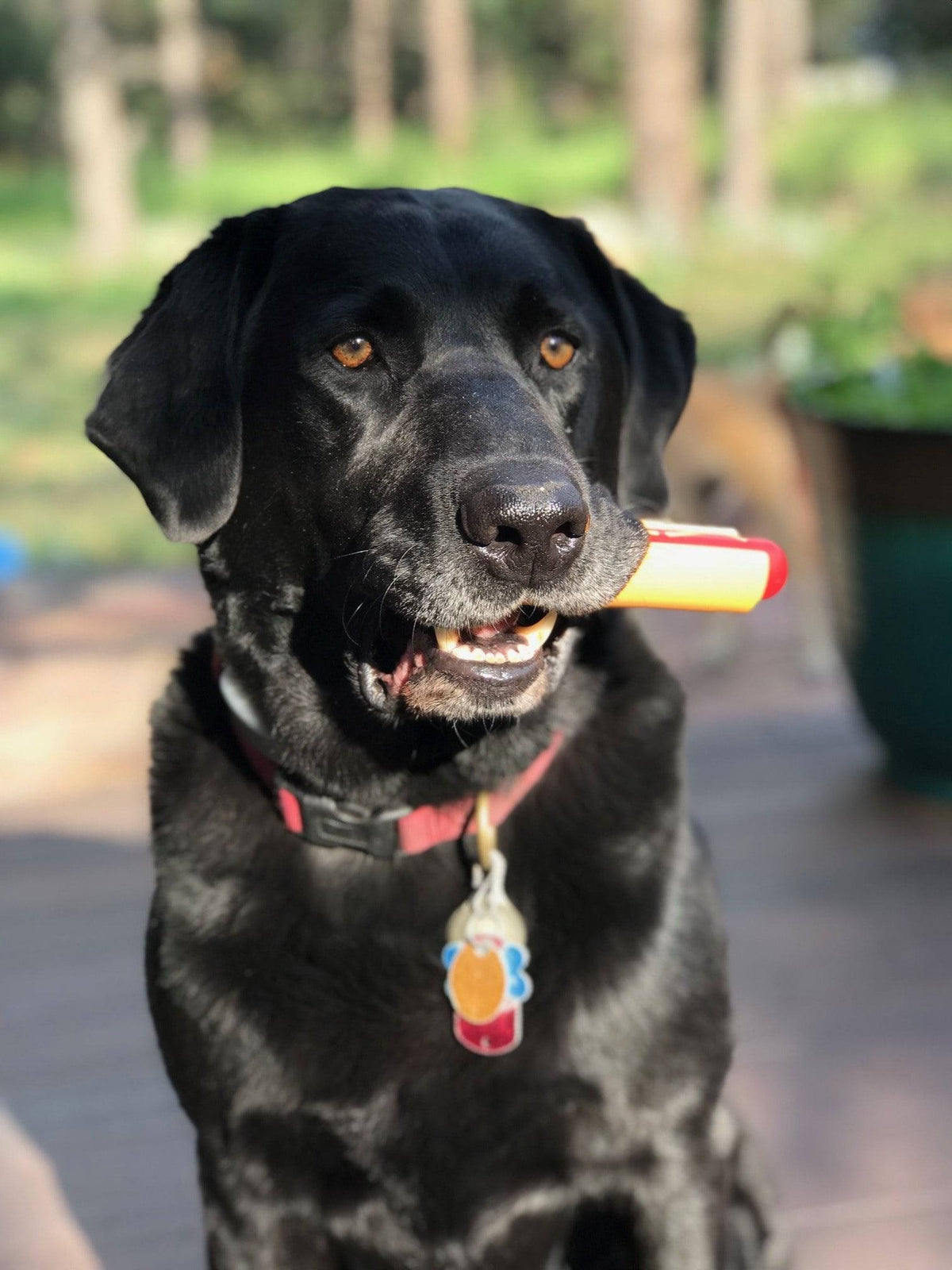 Why does everyday enrichment matter for pets?