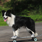 Pet Shoes Wear-resistant And Breathable Big Dog