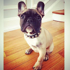 The "Rock" collar
