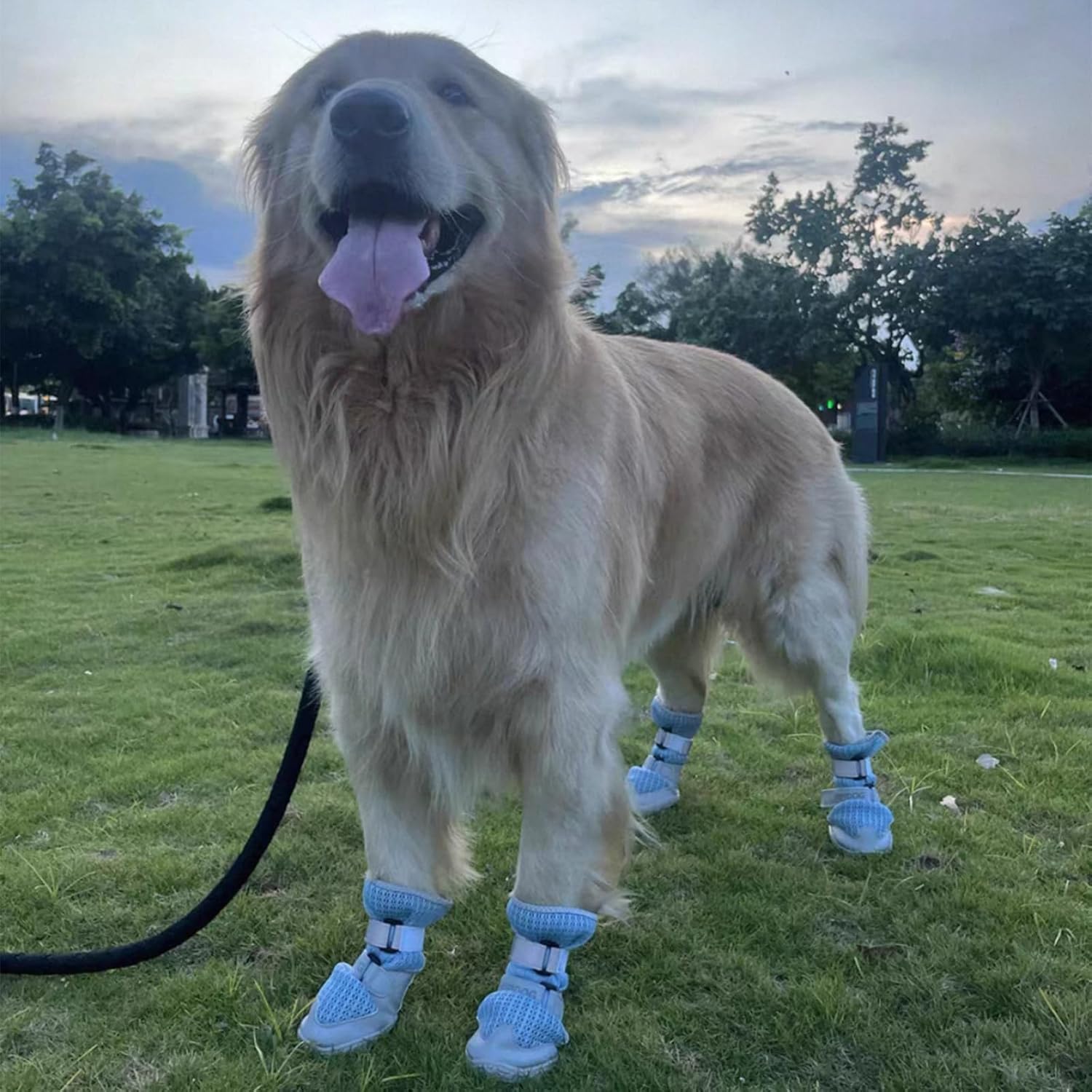 Breathable Mesh Dog Shoes | Non-Slip Summer Pet Boots