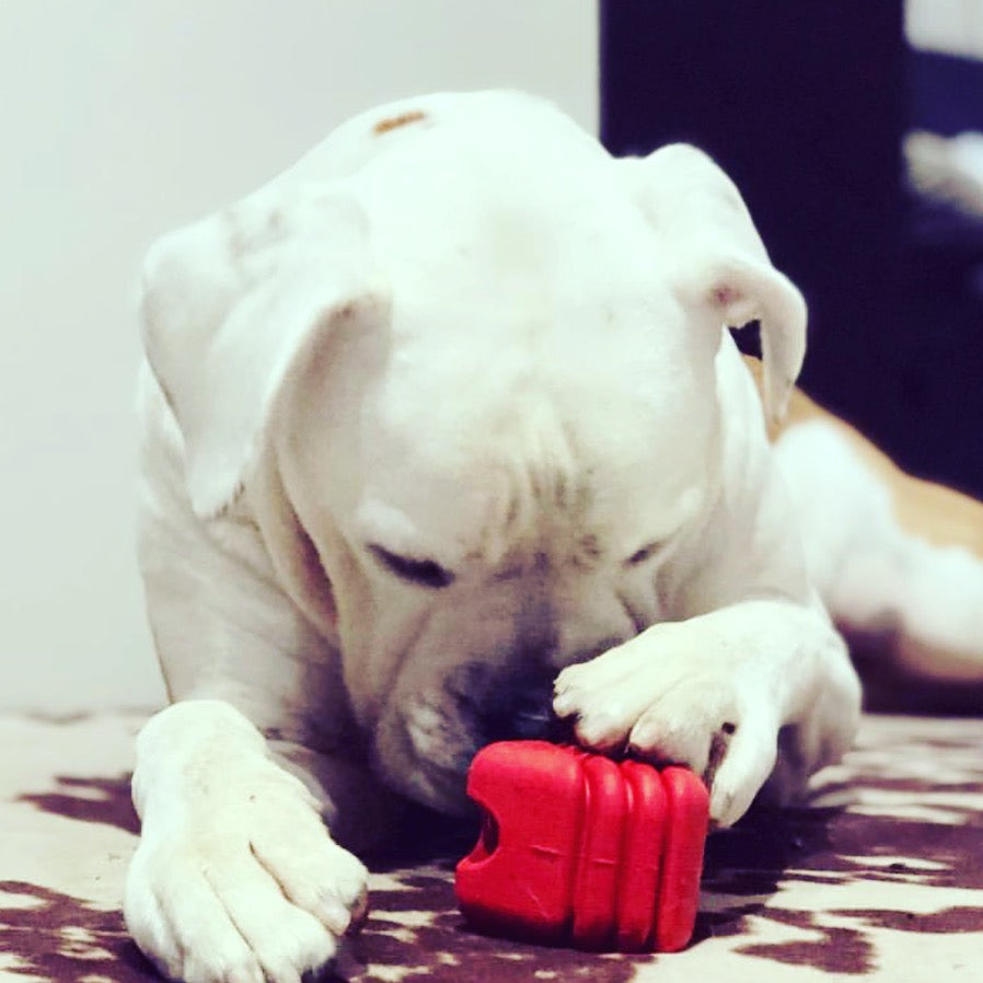 Heart on a String Dog Toy - Durable Rubber Tug Toy for Large Dogs | USA Made