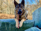 USA-K9 Magnum Skull - Black Magnum Rubber Chew Toy for Extreme Chewers | USA Made