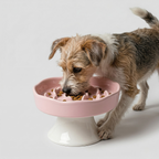 Ceramic Elevated Slow Feeder Bowl