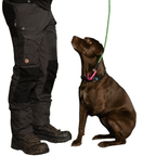 Black Diamond Summit Wire Gate Dog Leash