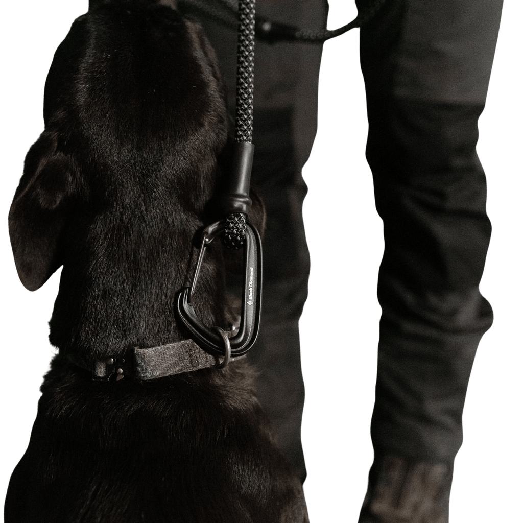 Black Diamond Summit Wire Gate Dog Leash