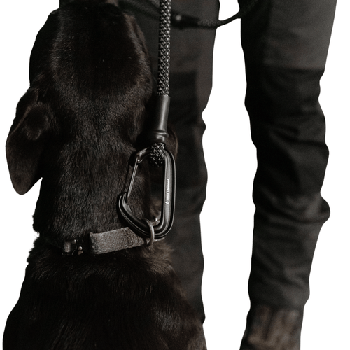 Black Diamond Summit Wire Gate Dog Leash