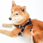 Touchdog ® 'Macaron' 2-in-1 Durable Nylon Dog Harness and Leash