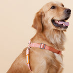 Touchdog ® 'Macaron' 2-in-1 Durable Nylon Dog Harness and Leash