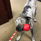 USA-K9 Cherry Bomb Rubber Dog Chew Toy | K9 Handler Reward Toy | USA Made