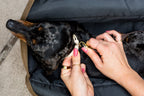 The Daily Carrier—Packable Luxury for Life on the Go