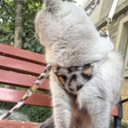 Faux Fur Leopard Dog Harness & Leash Set – Soft & Stylish for Winter
