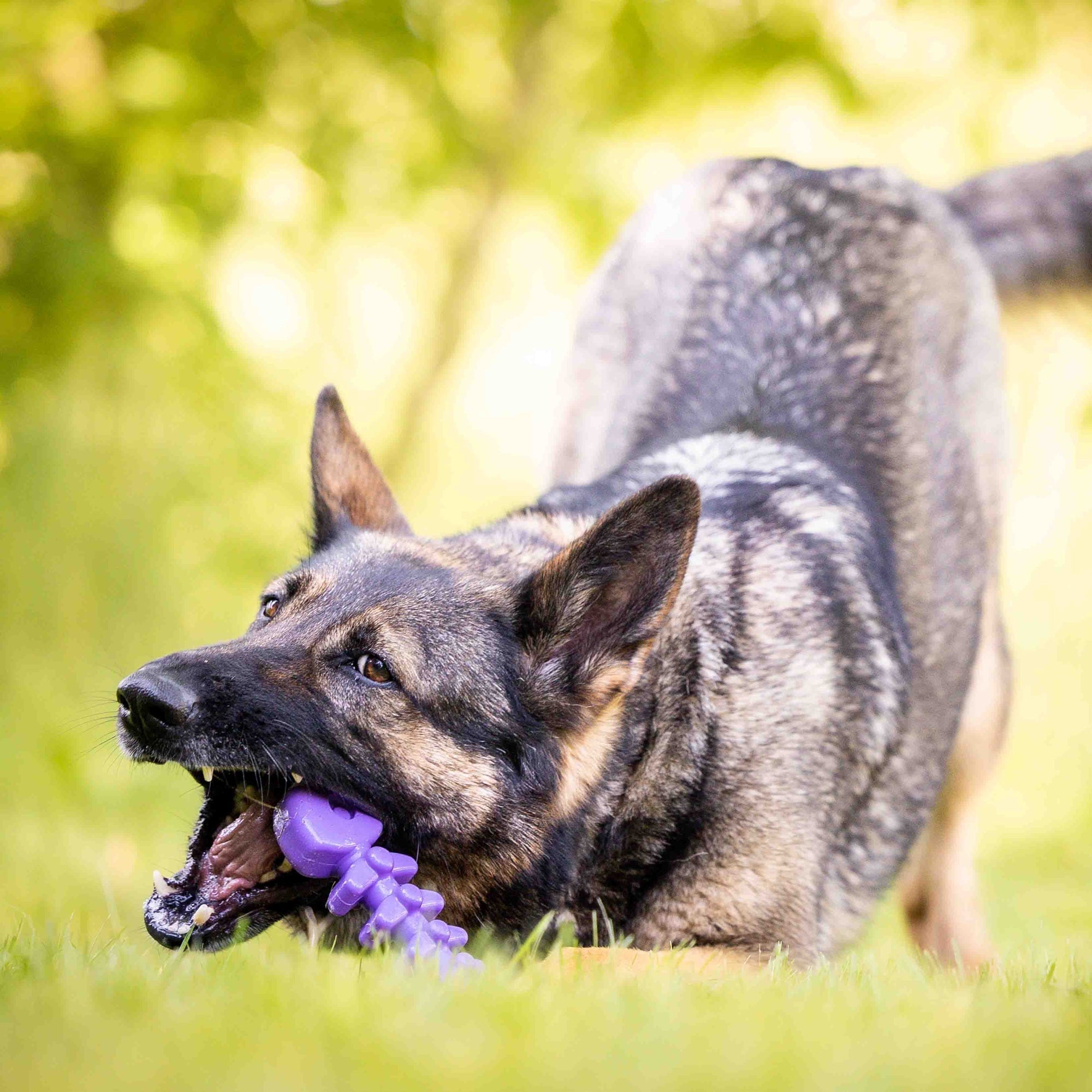 Fish Bone Nylon Dog Toy for Aggressive Chewers | USA Made | SodaPup