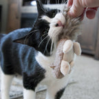 HuggleKats® Wee Fellar Squirrelie Cat Toy