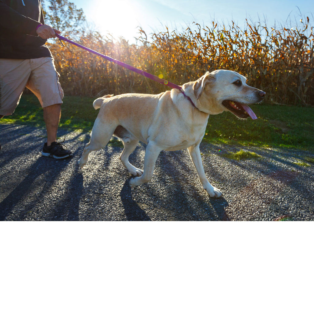 Urban Walk'r - Shorter No Pull Leash