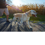 Urban Walk'r - Shorter No Pull Leash