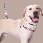 Hand Holding Rope Outing Dog Leash Dog Collar Three-piece Set