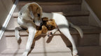 Flat 'n Tuff No Stuffing, No Squeaker Dog Toys: All Sizes