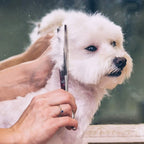 Gimars 6-in-1 Professional Stainless Steel Safety Pet Grooming Scissors