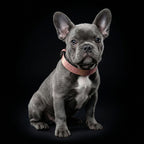 The ''Nostalgia Rose'' puppy collar