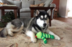Medium Stuffed SQUEAKY Dog & Puppy Toys / 20-50 lb. Dogs