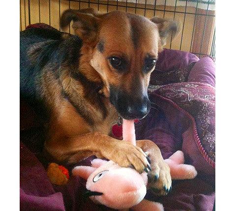 Medium NO SQUEAK Stuffed Dog & Puppy Toys / 20-50 lb. Dogs