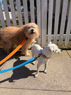 Tilley + Me Hemp Cotton Dog Leash - Durable, Sustainable, Adjustable, Lightweight & Soft-Malibu