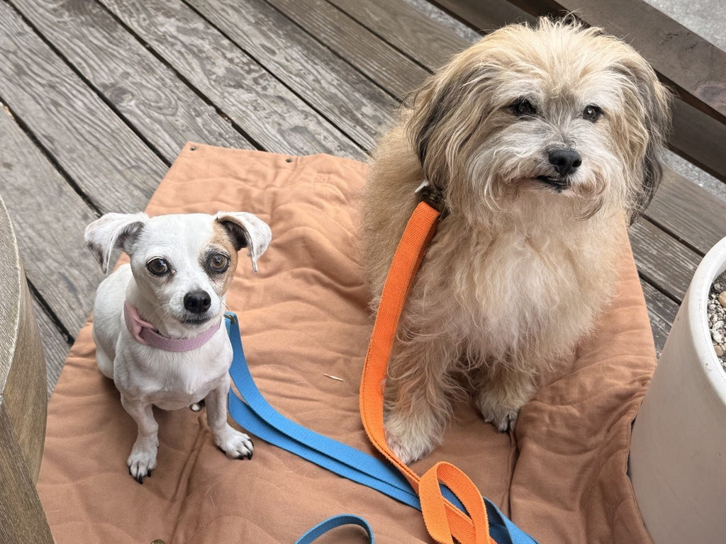 Tilley + Me Hemp Cotton Dog Leash - Durable, Sustainable, Adjustable, Lightweight & Soft-Malibu