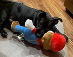 Super Mario Brothers Dog Toys: Squeak & NO Squeak / All Sizes