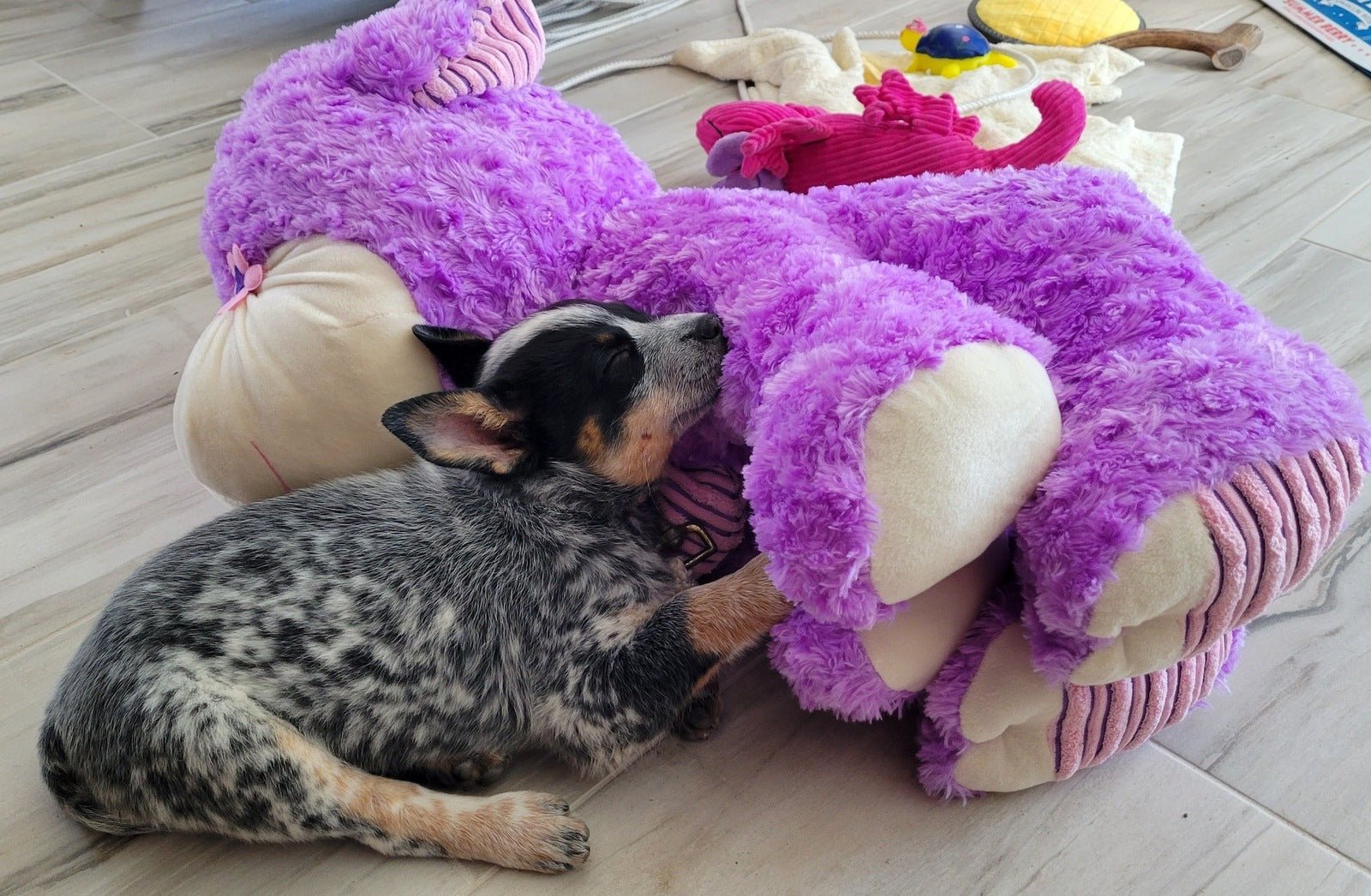 XXLarge Stuffed Dog Toys: 20"+  Squeaky and No Squeak